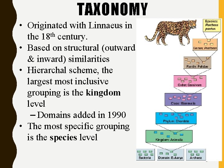 TAXONOMY • Originated with Linnaeus in the 18 th century. • Based on structural