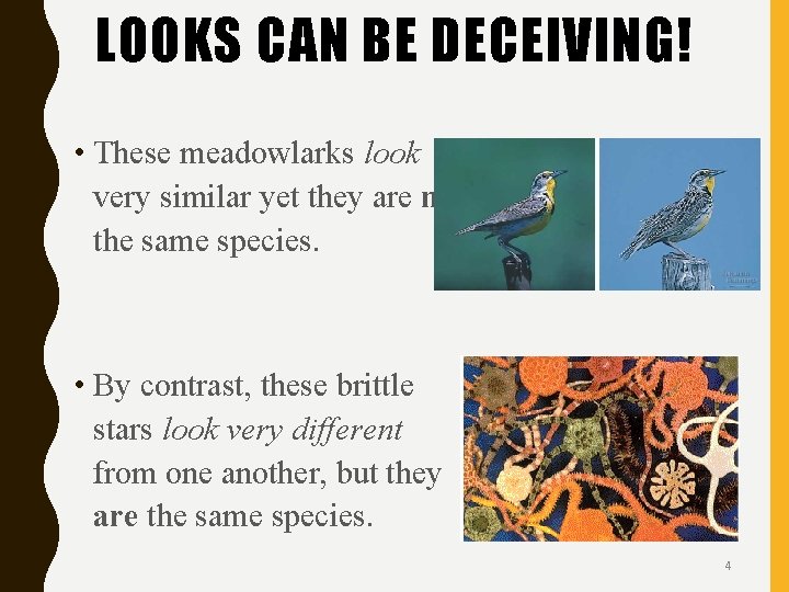 LOOKS CAN BE DECEIVING! • These meadowlarks look very similar yet they are not