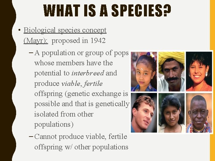 WHAT IS A SPECIES? • Biological species concept (Mayr): proposed in 1942 – A