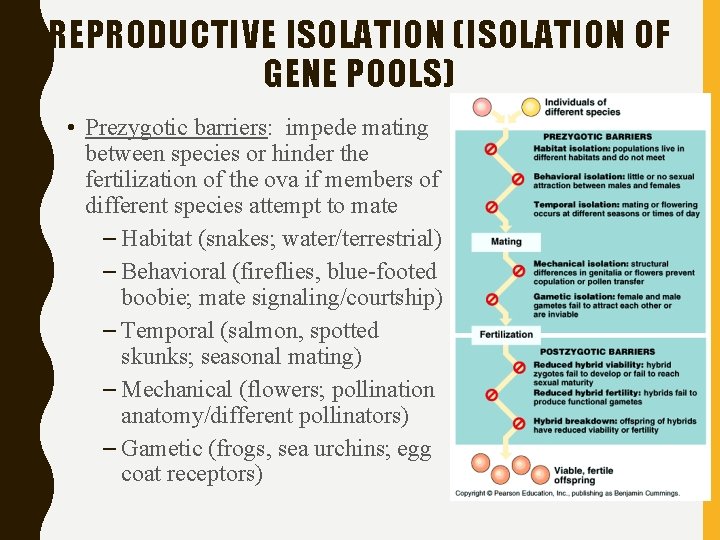 REPRODUCTIVE ISOLATION (ISOLATION OF GENE POOLS) • Prezygotic barriers: impede mating between species or