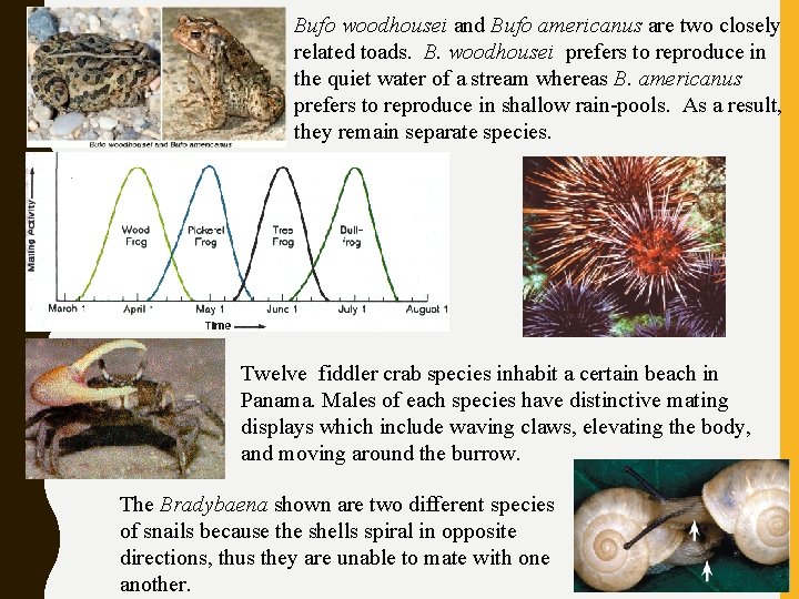 Bufo woodhousei and Bufo americanus are two closely related toads. B. woodhousei prefers to