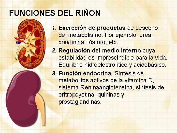 FUNCIONES DEL RIÑON 1. Excreción de productos de desecho del metabolismo. Por ejemplo, urea,