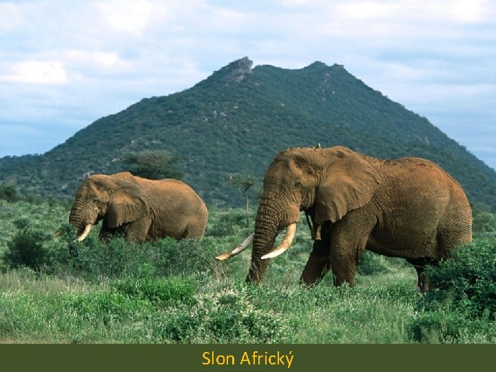 Slon Africký 