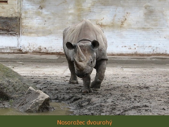 Nosorožec dvourohý 