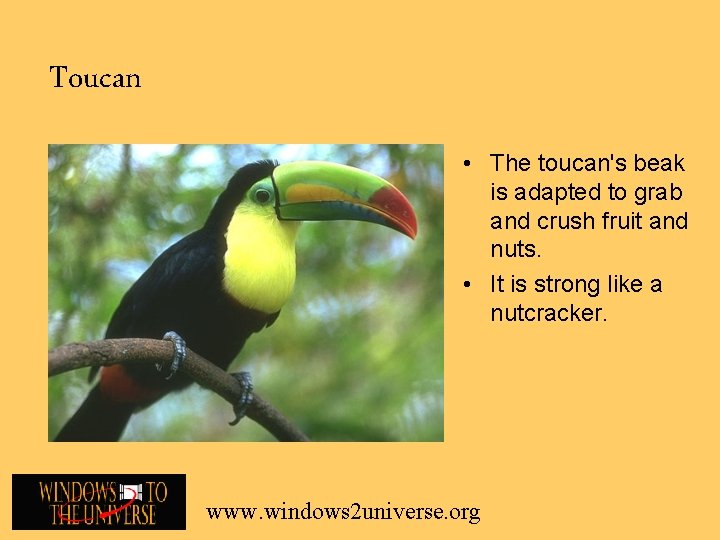Toucan • The toucan's beak is adapted to grab and crush fruit and nuts.