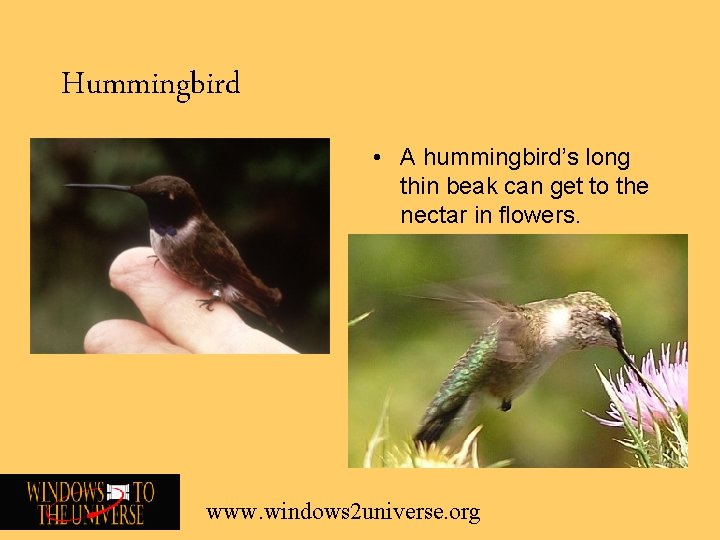 Hummingbird • A hummingbird’s long thin beak can get to the nectar in flowers.