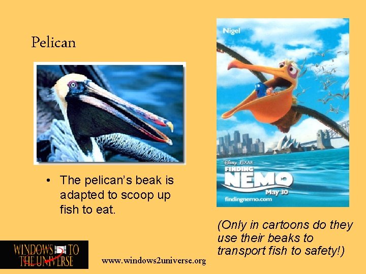 Pelican • The pelican’s beak is adapted to scoop up fish to eat. www.