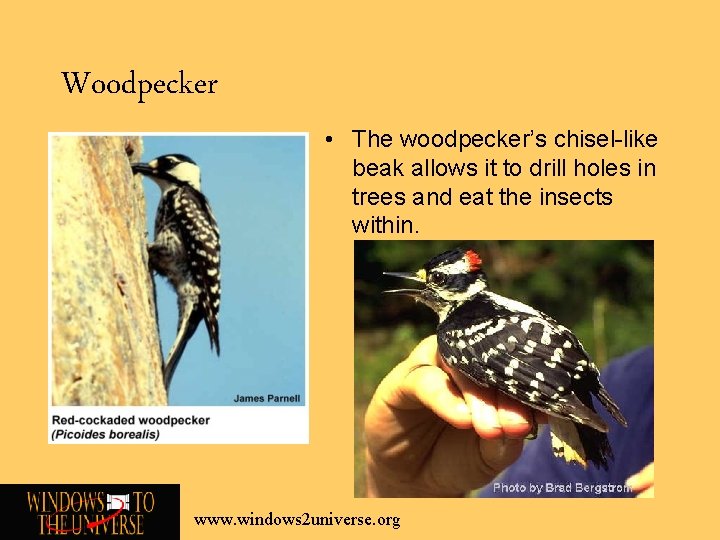 Woodpecker • The woodpecker’s chisel-like beak allows it to drill holes in trees and