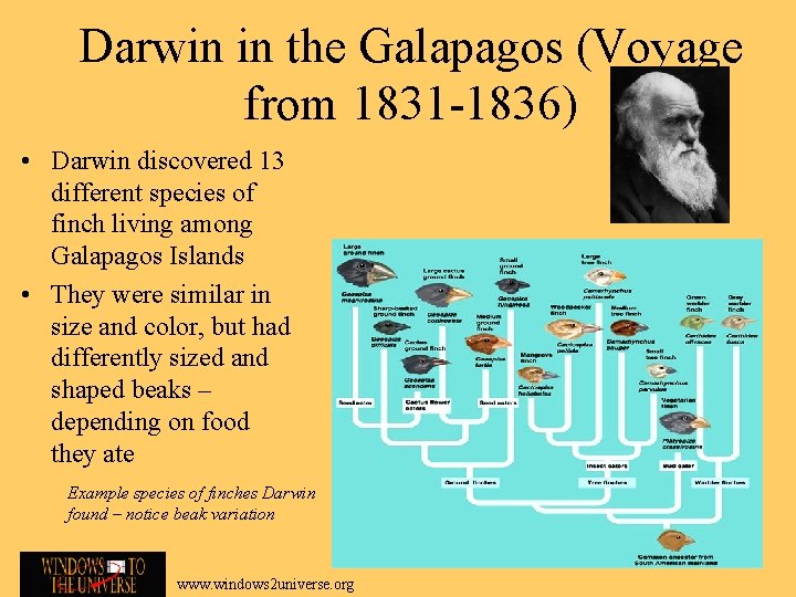 Darwin in the Galapagos (Voyage from 1831 -1836) • Darwin discovered 13 different species