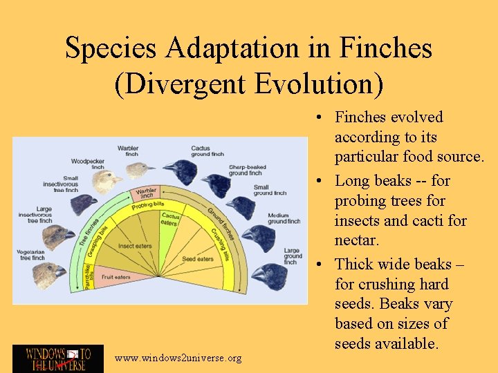 Species Adaptation in Finches (Divergent Evolution) www. windows 2 universe. org • Finches evolved
