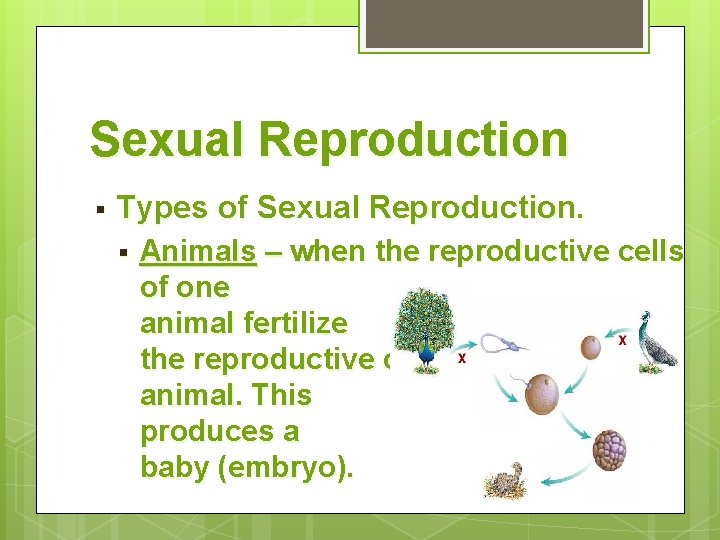 Sexual Reproduction § Types of Sexual Reproduction. § Animals – when the reproductive cells