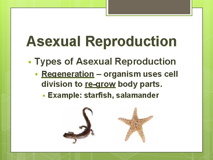 Asexual Reproduction § Types of Asexual Reproduction § Regeneration – organism uses cell division