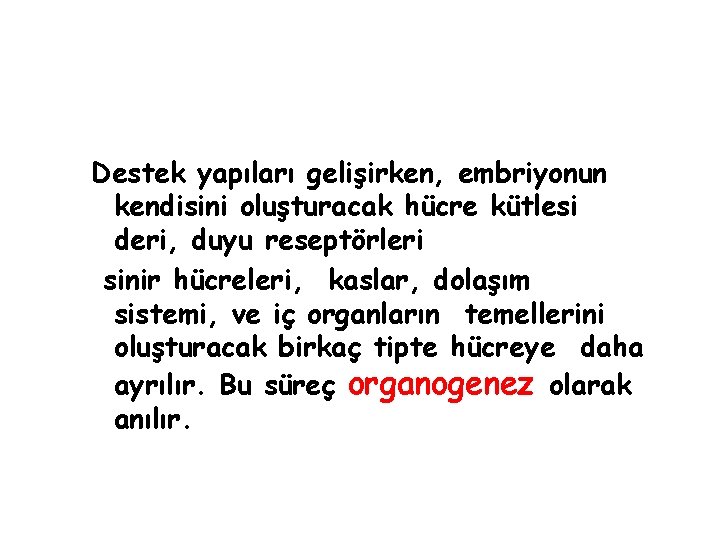 Destek yapıları gelişirken, embriyonun kendisini oluşturacak hücre kütlesi deri, duyu reseptörleri sinir hücreleri, kaslar,