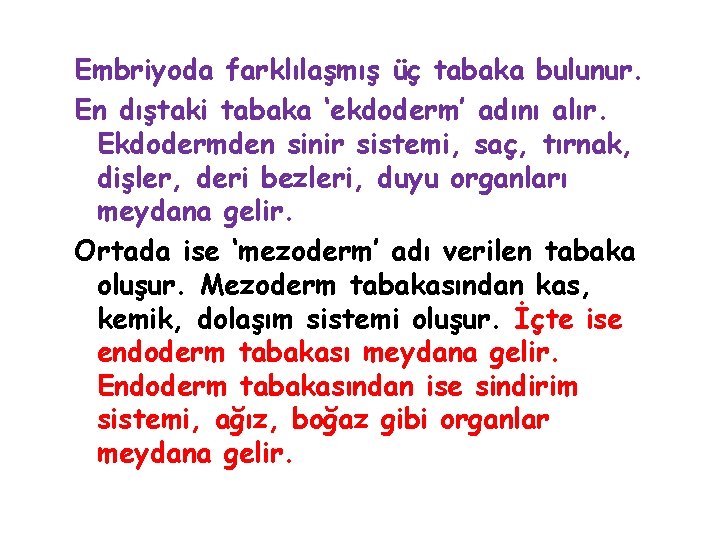 Embriyoda farklılaşmış üç tabaka bulunur. En dıştaki tabaka ‘ekdoderm’ adını alır. Ekdodermden sinir sistemi,