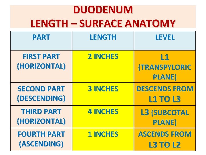 DUODENUM LENGTH – SURFACE ANATOMY PART LENGTH LEVEL FIRST PART (HORIZONTAL) 2 INCHES L