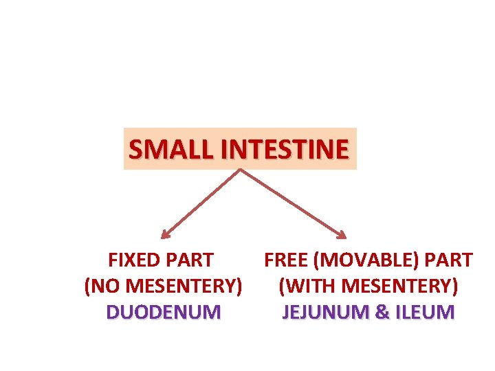 SMALL INTESTINE FIXED PART FREE (MOVABLE) PART (NO MESENTERY) (WITH MESENTERY) DUODENUM JEJUNUM &