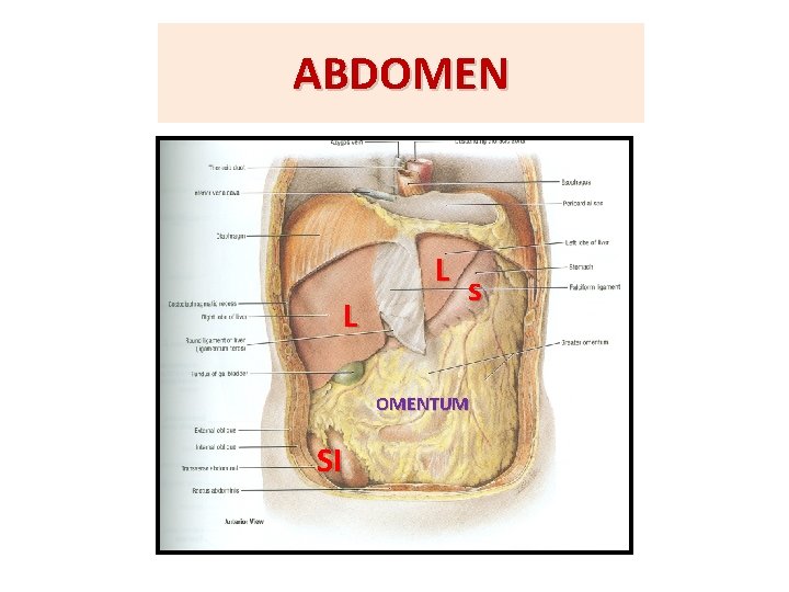 ABDOMEN L L s OMENTUM SI 