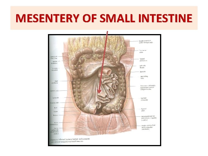 MESENTERY OF SMALL INTESTINE 