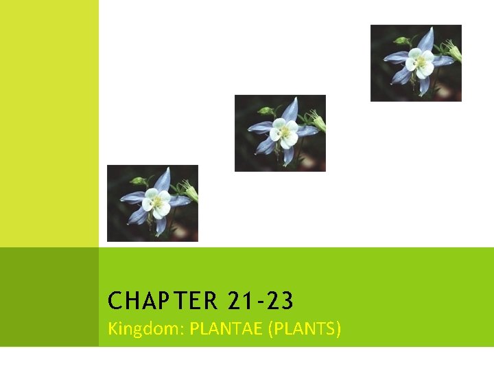 CHAPTER 21 -23 Kingdom: PLANTAE (PLANTS) CHAPTER 21 -23 Kingdom: PLANTAE (PLANTS)