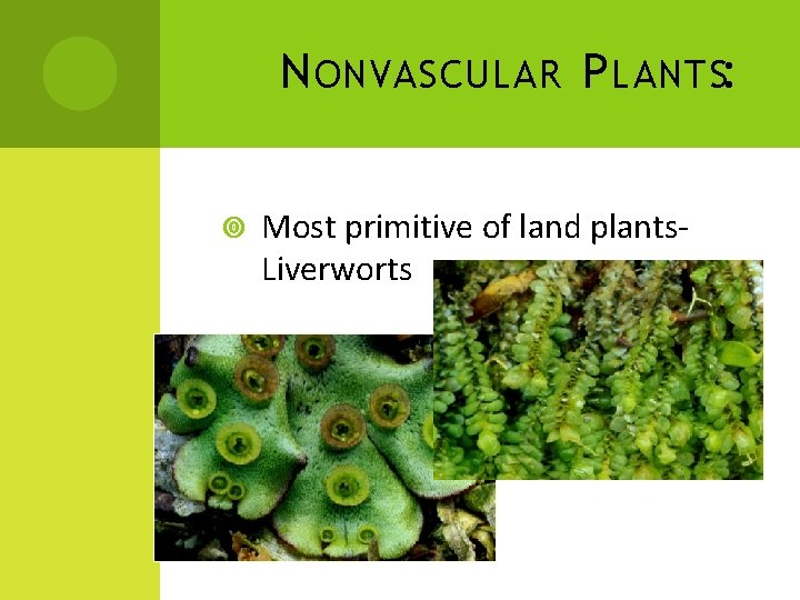 N ONVASCULAR P LANTS: Most primitive of land plants. Liverworts 