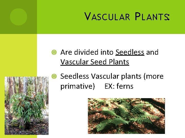 V ASCULAR P LANTS: Are divided into Seedless and Vascular Seed Plants Seedless Vascular
