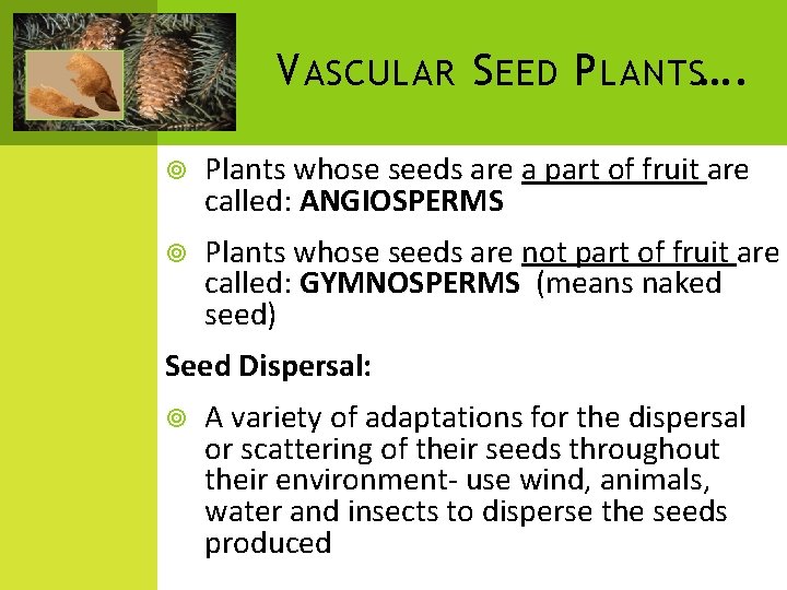 V ASCULAR S EED P LANTS…. Plants whose seeds are a part of fruit V ASCULAR S EED P LANTS…. Plants whose seeds are a part of fruit