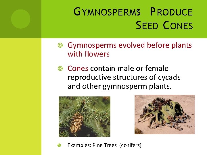 G YMNOSPERMS: P RODUCE S EED C ONES Gymnosperms evolved before plants with flowers