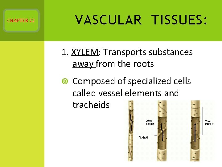 VASCULAR TISSUES: CHAPTER 22 1. XYLEM: Transports substances away from the roots Composed of