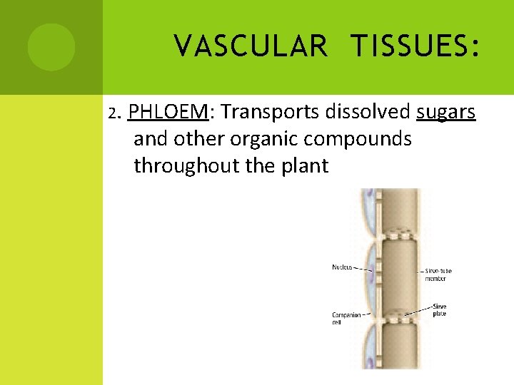 VASCULAR TISSUES: 2. PHLOEM: Transports dissolved sugars and other organic compounds throughout the plant