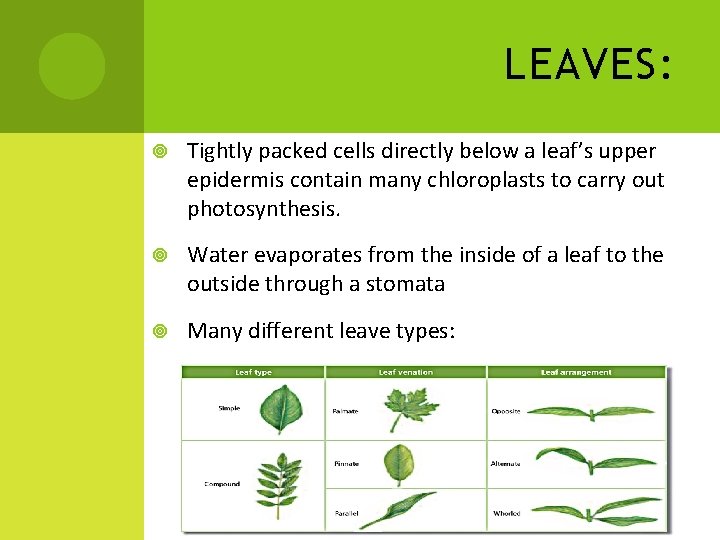 LEAVES: Tightly packed cells directly below a leaf’s upper epidermis contain many chloroplasts to