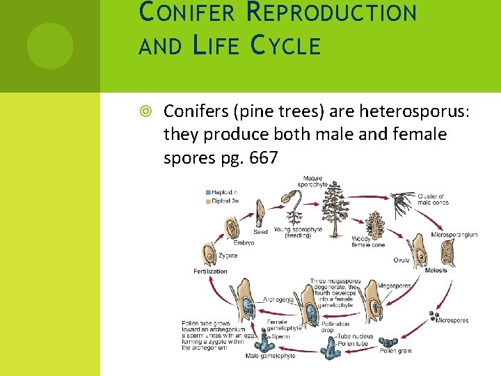 C ONIFER R EPRODUCTION AND L IFE C YCLE Conifers (pine trees) are heterosporus: