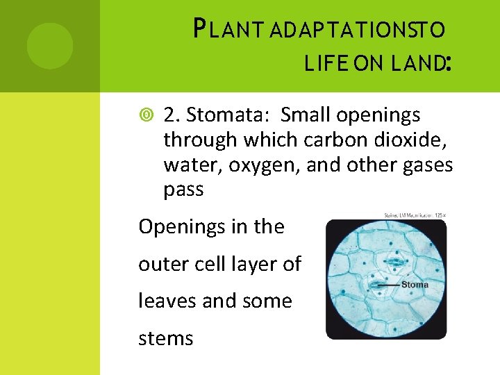 P LANT ADAPTATIONSTO LIFE ON LAND: 2. Stomata: Small openings through which carbon dioxide,