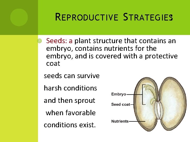 R EPRODUCTIVE S TRATEGIES: Seeds: a plant structure that contains an embryo, contains nutrients