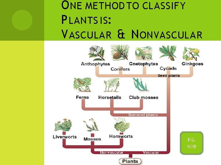 O NE METHOD TO CLASSIFY P LANTS IS: V ASCULAR & N ONVASCULAR PG.