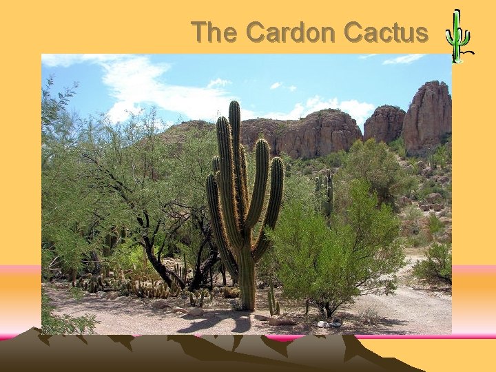 The Cardon Cactus 