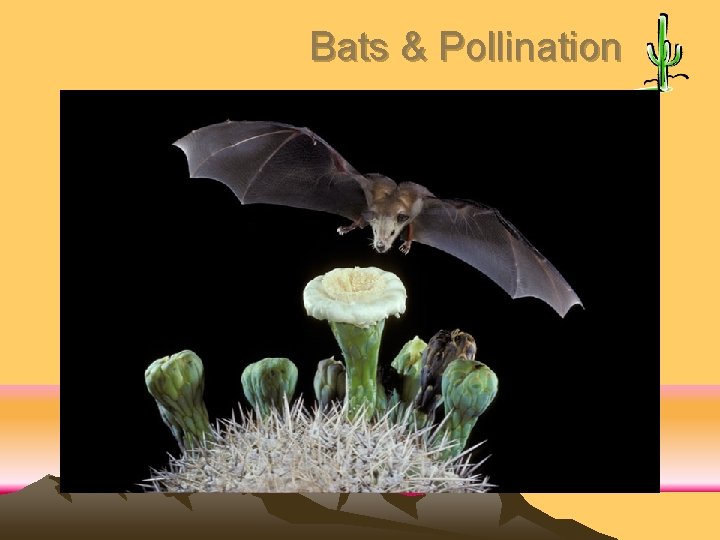 Bats & Pollination 