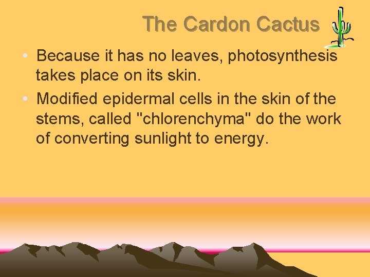 The Cardon Cactus • Because it has no leaves, photosynthesis takes place on its