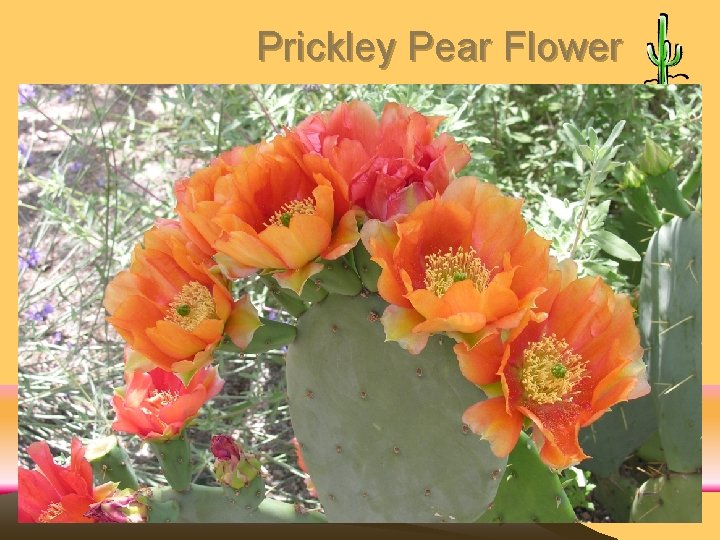 Prickley Pear Flower 
