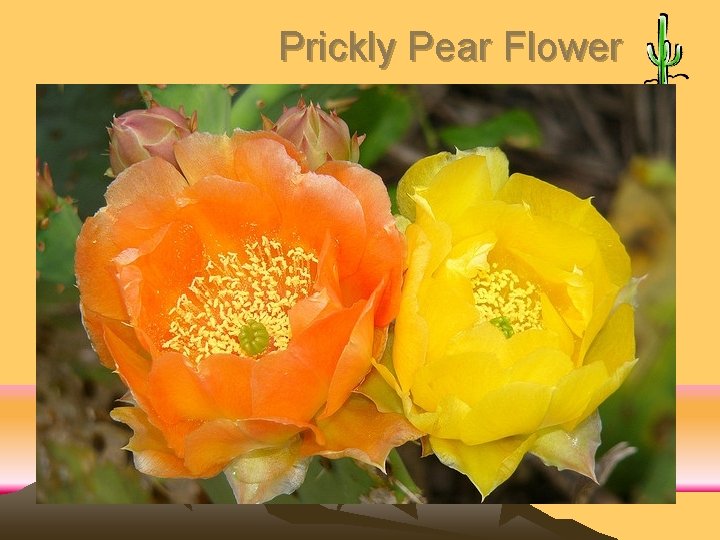 Prickly Pear Flower 