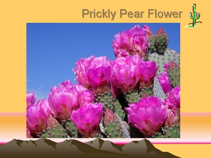 Prickly Pear Flower 