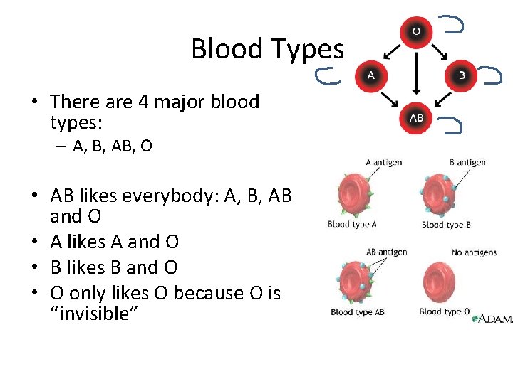Blood Types • There are 4 major blood types: – A, B, AB, O