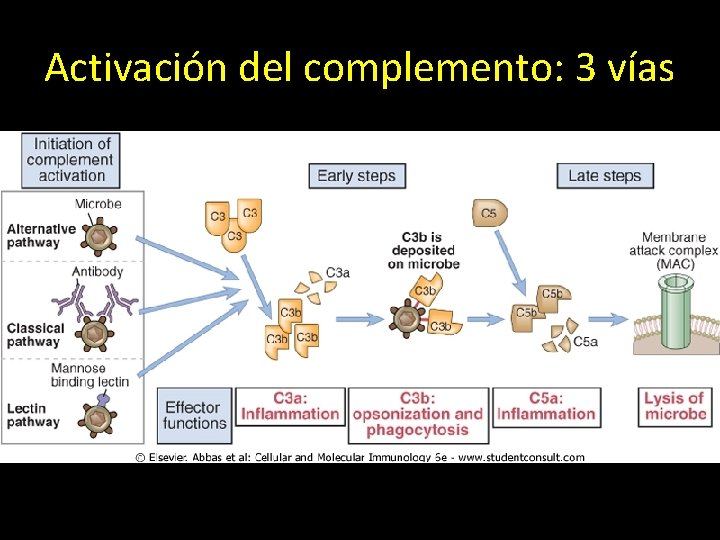 Activación del complemento: 3 vías 