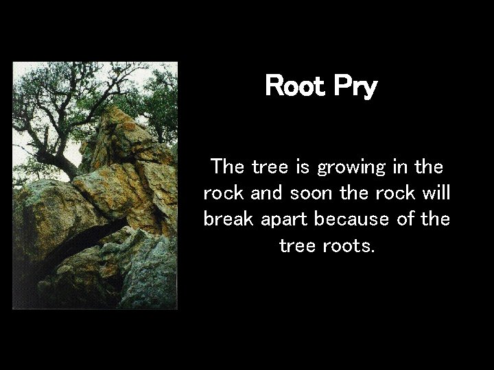 Root Pry The tree is growing in the rock and soon the rock will