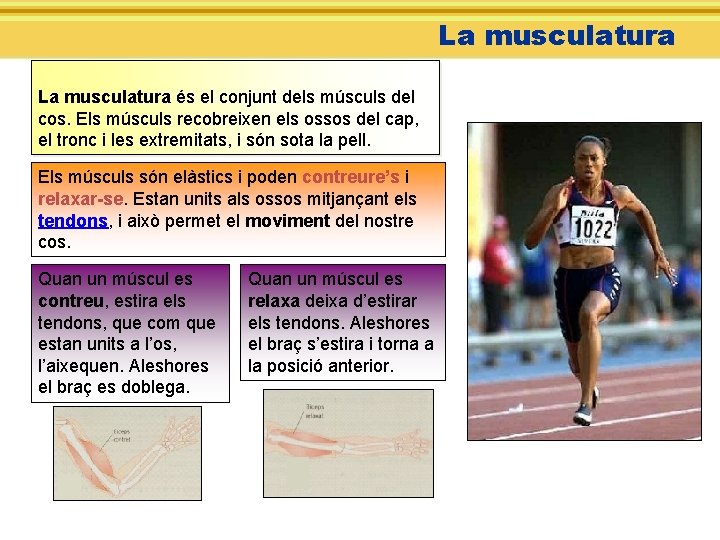 La musculatura és el conjunt dels músculs del cos. Els músculs recobreixen els ossos