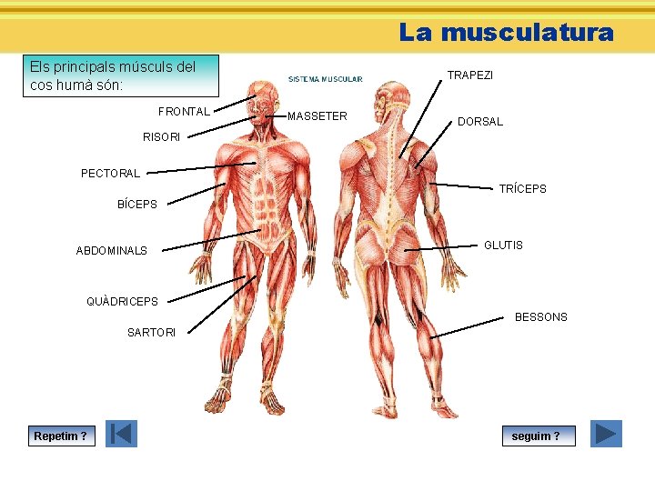 La musculatura Els principals músculs del cos humà són: FRONTAL TRAPEZI MASSETER DORSAL RISORI