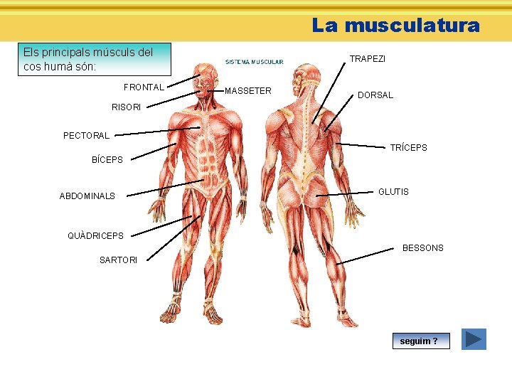 La musculatura Els principals músculs del cos humà són: FRONTAL TRAPEZI MASSETER DORSAL RISORI
