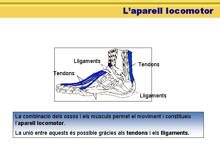 L’aparell locomotor Lligaments Tendons Lligaments La combinació dels ossos i els músculs permet el