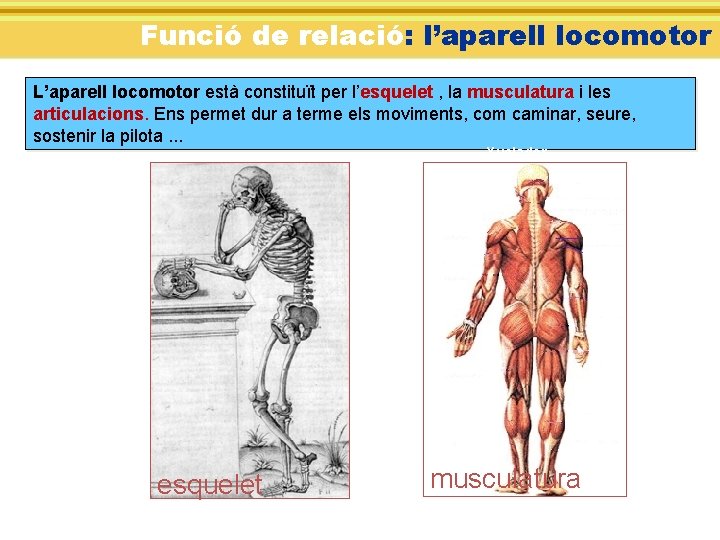 Funció de relació: l’aparell locomotor L’aparell locomotor està constituït per l’esquelet , la musculatura