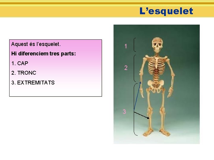 L’esquelet Aquest és l’esquelet. 1 Hi diferenciem tres parts: 1. CAP 2. TRONC 2