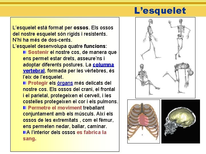 L’esquelet està format per ossos. Els ossos del nostre esquelet són rígids i resistents.